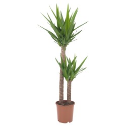Plante Yucca